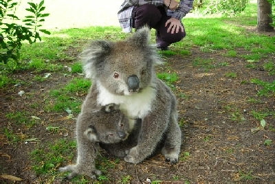 -Koala and baby.JPG